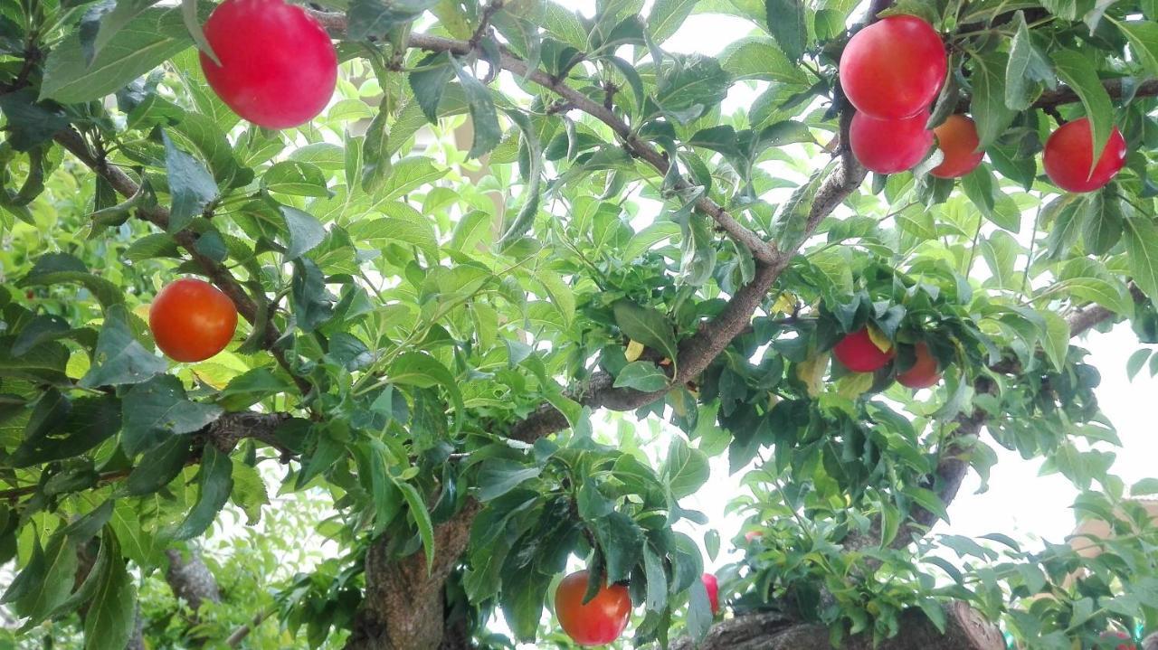 Ripe'S Forest Garden Guest House ローマ エクステリア 写真